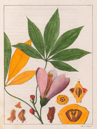 Auguste de SaintHilaire - Chorisia Speciosa.webp