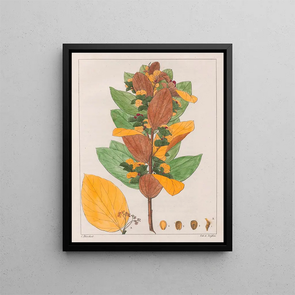 Auguste de SaintHilaire - Cissampelos Ovalifolia.webp