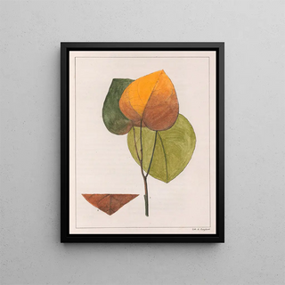 Auguste de SaintHilaire - Cocculus Platyphylla.webp