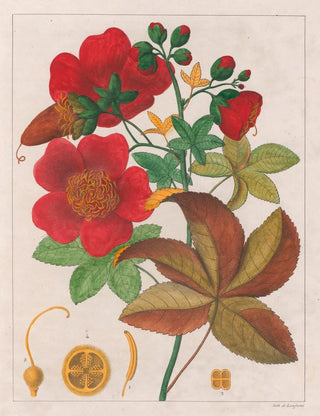 Auguste de SaintHilaire - Cochlospermum Insigne.webp