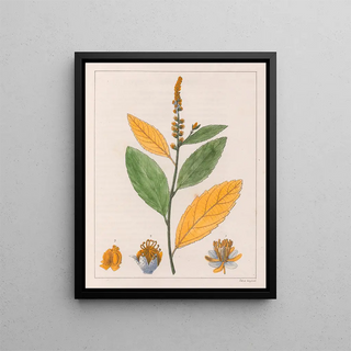 Auguste de SaintHilaire - Croton Perdicipes.webp