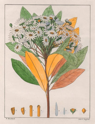 Auguste de SaintHilaire - Drymys Granatensis V Sylvatica.webp