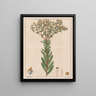 Auguste de SaintHilaire - Euphorbia Papillosa.webp