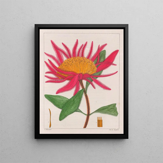 Auguste de SaintHilaire - Gomphrena Macrocephala.webp