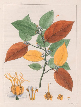 Auguste de SaintHilaire - Guazuma Ulmifolia Varietas.webp