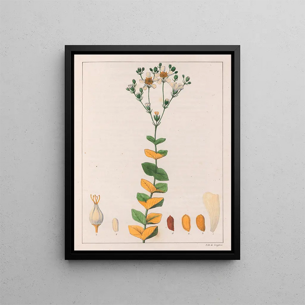 Hypericum connatus - Auguste de Saint-Hilaire — quadro incorniciato alla parete
