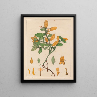 Auguste de SaintHilaire - Ionidium Ipecacuanha.webp