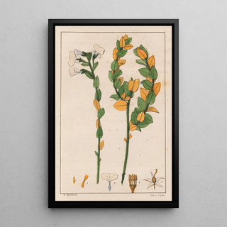 Auguste de SaintHilaire - Ionidium poaya.webp