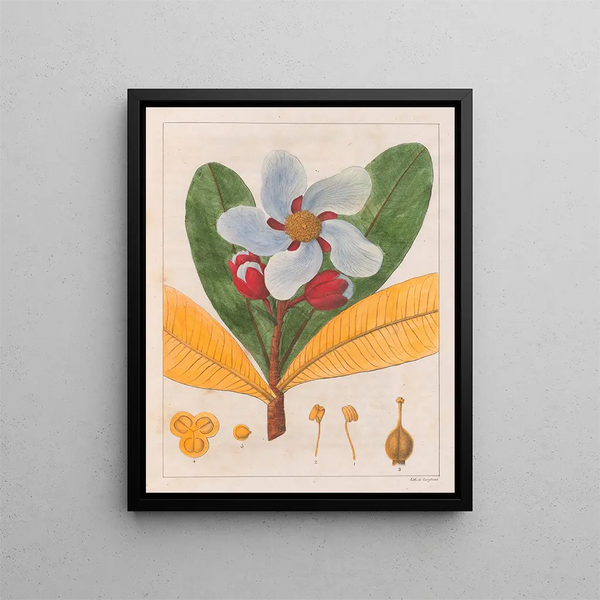 Kielmayera speciosa V.A. - Auguste de Saint-Hilaire — quadro incorniciato alla parete