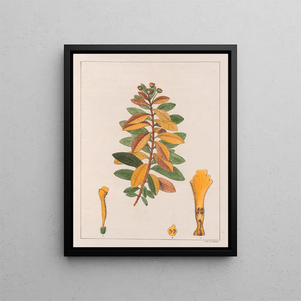 Lantana pseudothea - Auguste de Saint-Hilaire — quadro incorniciato alla parete