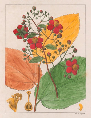 Auguste de SaintHilaire - Luhea Paniculata.webp
