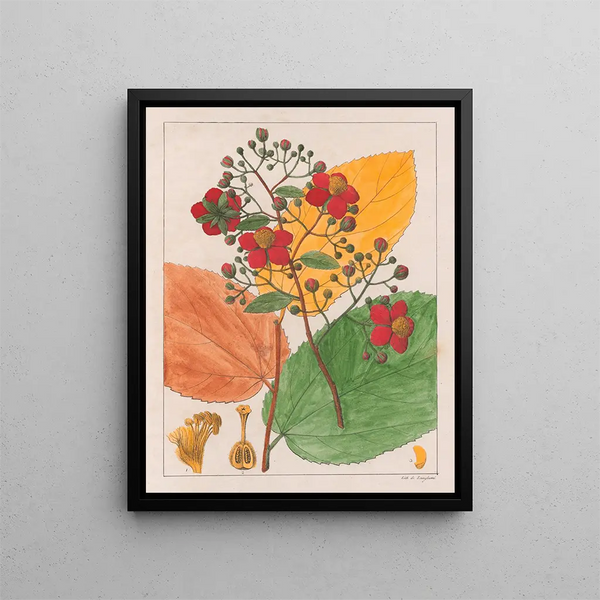 Luhea paniculata - Auguste de Saint-Hilaire — quadro incorniciato alla parete