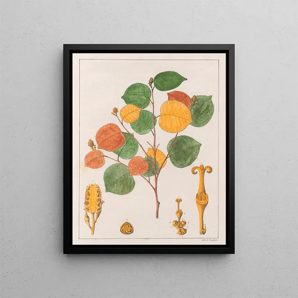 Prounea brasiliensis - Auguste de Saint-Hilaire — quadro incorniciato alla parete