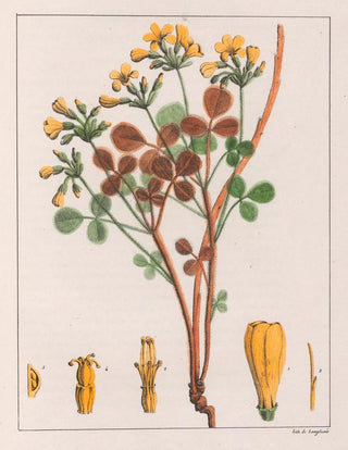 Auguste de SaintHilaire - Oxalis Fulva.webp