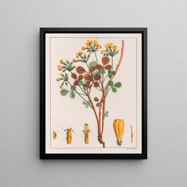 Oxalis fulva - Auguste de Saint-Hilaire — quadro incorniciato alla parete