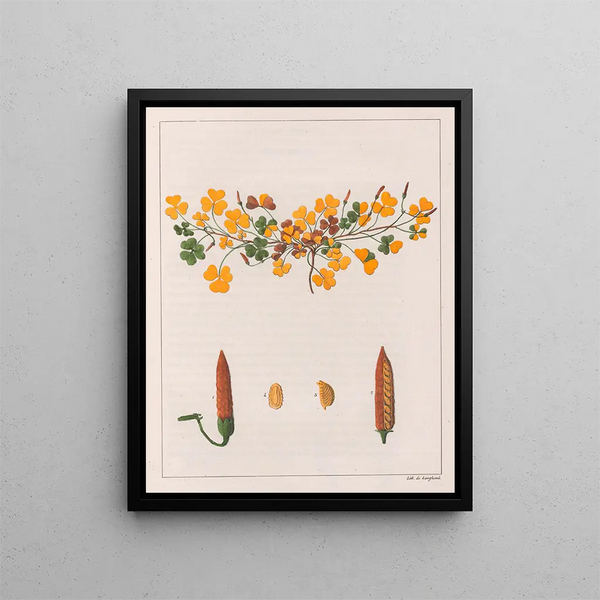 Oxalis repens - Auguste de Saint-Hilaire — quadro incorniciato alla parete
