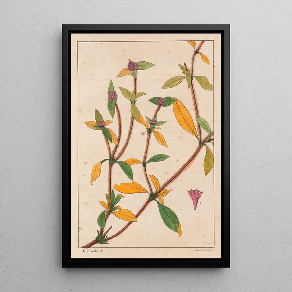 Richardsonia Rosea - Auguste de Saint-Hilaire — gerahmtes Bild an der Wand