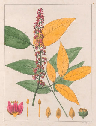 Auguste de SaintHilaire - Sapindus Esculentus.webp