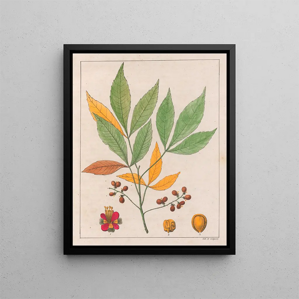 Schmidelia edulis - Auguste de Saint-Hilaire — quadro incorniciato alla parete