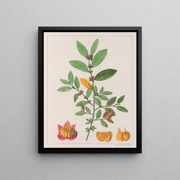 Sida carpinifolia - Auguste de Saint-Hilaire — quadro incorniciato alla parete