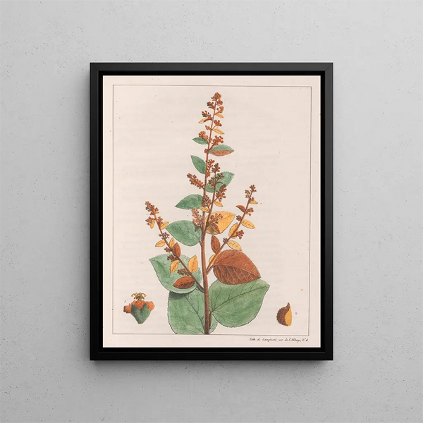 Come micrantha - Auguste de Saint-Hilaire — quadro incorniciato alla parete