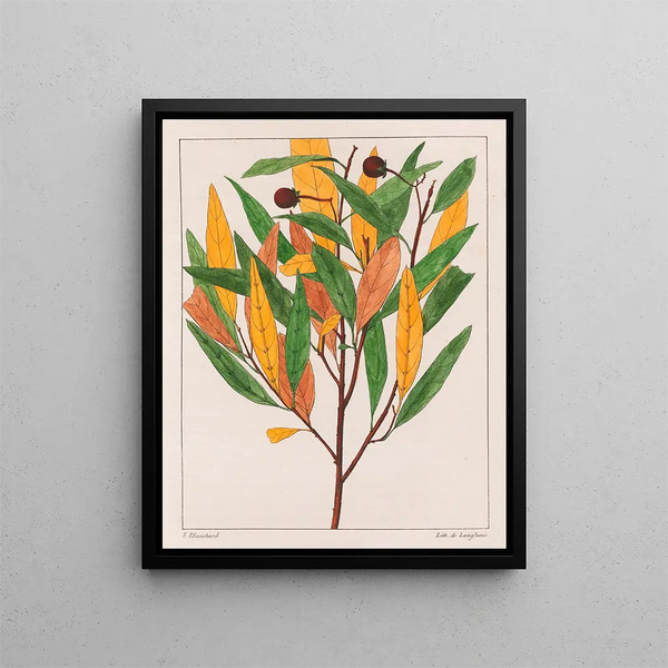 Solanus pseudoquina - Auguste de Saint-Hilaire — quadro incorniciato alla parete