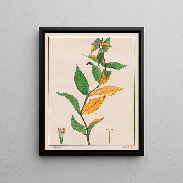 Spermacoce poaya - Auguste de Saint-Hilaire — quadro incorniciato alla parete