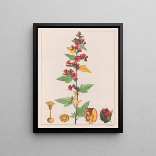 Auguste de SaintHilaire - Sphoeralcea Cisplatina VA.webp
