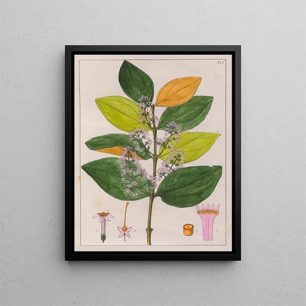 Strychnos pseudoquina - Auguste de Saint-Hilaire — quadro incorniciato alla parete