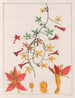 Tropaeolum pentaphyllum - Auguste de Saint-Hilaire — artwork view