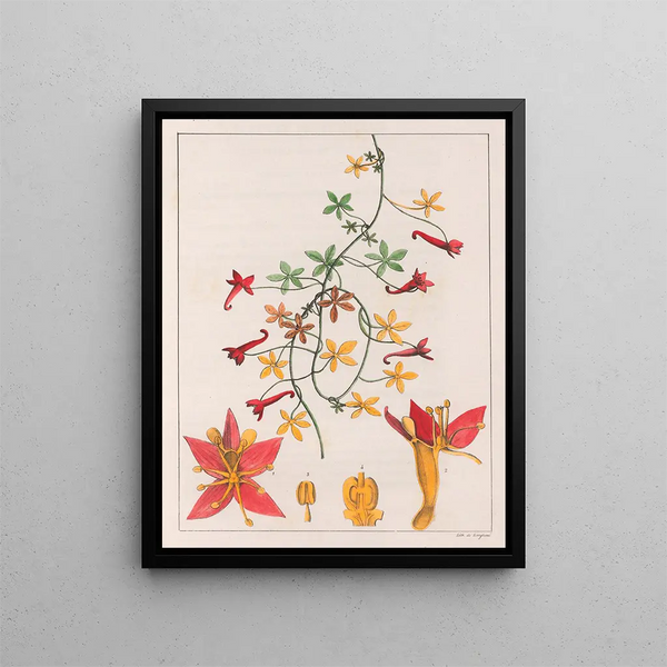 Tropaeolum pentaphyllum - Auguste de Saint-Hilaire — quadro incorniciato alla parete