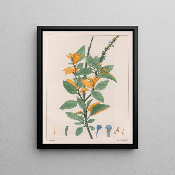 Verveine jamaïcaine - Auguste de Saint-Hilaire — quadro incorniciato alla parete