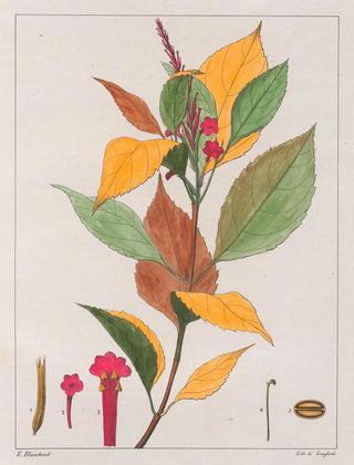 Auguste de SaintHilaire - Verbena Pseudogervao.webp