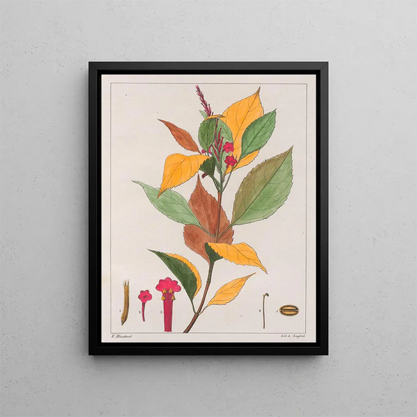 Verveine pseudogervao - Auguste de Saint-Hilaire — quadro incorniciato alla parete