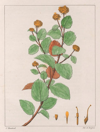 Auguste de SaintHilaire - Waltheria Douradinha.webp