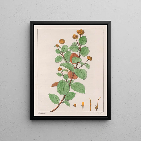 Waltheria dorata - Auguste de Saint-Hilaire — quadro incorniciato alla parete