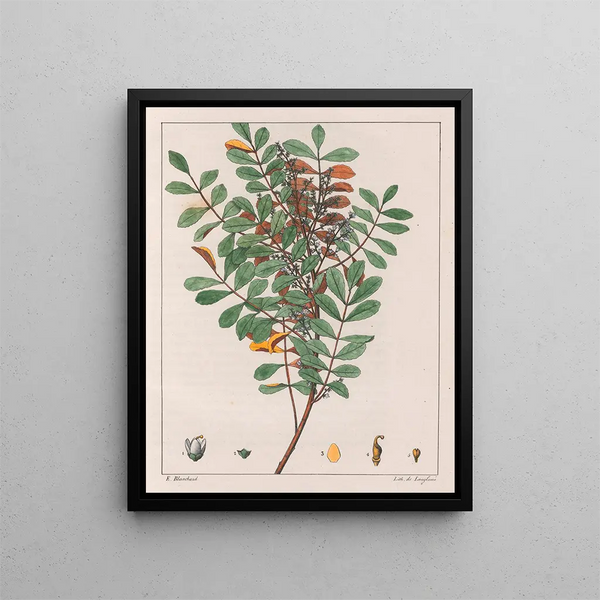 Zanthoxylum hyemale - Auguste de Saint-Hilaire — gerahmtes Bild an der Wand