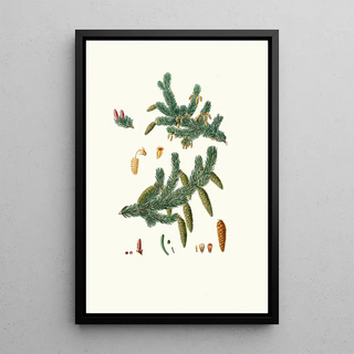 Aylmer Bourke Lambert - Pinus alba Whit spruce fir.webp
