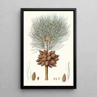 Aylmer Bourke Lambert - Pinus brutia Calabrian pine.webp