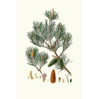 Aylmer Bourke Lambert - Pinus inops Jersey pine.webp