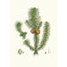 Pinus lancifoliata, broadleaf pine - Aylmer Bourke Lambert — artwork view