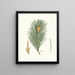 Pinus massoniana, indischer Kiefernbaum - Aylmer Bourke Lambert — gerahmtes Bild an der Wand