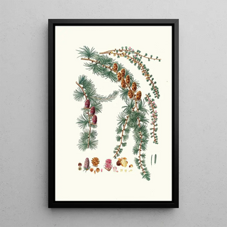 Aylmer Bourke Lambert - Pinus pendula Black larch.webp