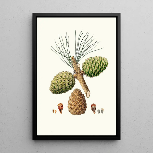 Aylmer Bourke Lambert - Pinus pinea The stone pine.webp