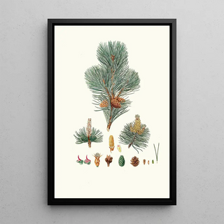 Aylmer Bourke Lambert - Pinus pumilio The mugho or Mountain pine.webp