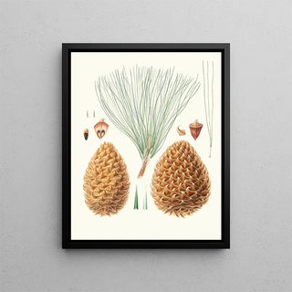 Aylmer Bourke Lambert - Pinus sabiniana Great pricklyconed pine Digger pine.webp