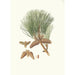 Pinus tda Incense holder - Aylmer Bourke Lambert — artwork view