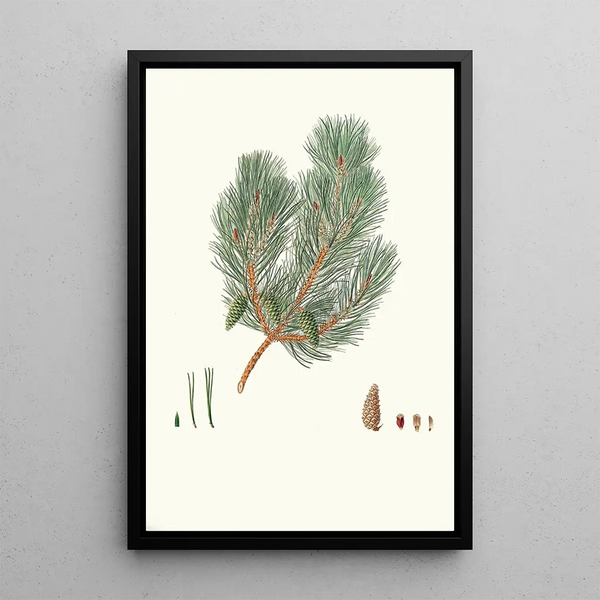 Aylmer Bourke Lambert - Pinus variablilis Variableleaved bastard pine.webp