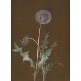 Barbara Regina Dietzsch - Dandelion.webp