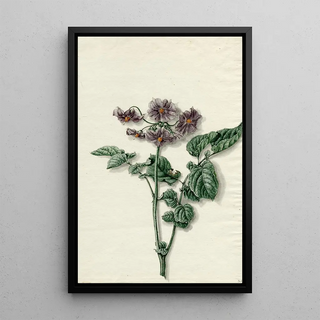 Barend Hendrik Thier - Bloeiende aardappel.webp